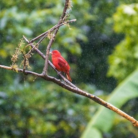 Aves De Tierras Altas Villa Bijagua Dış mekan fotoğraf