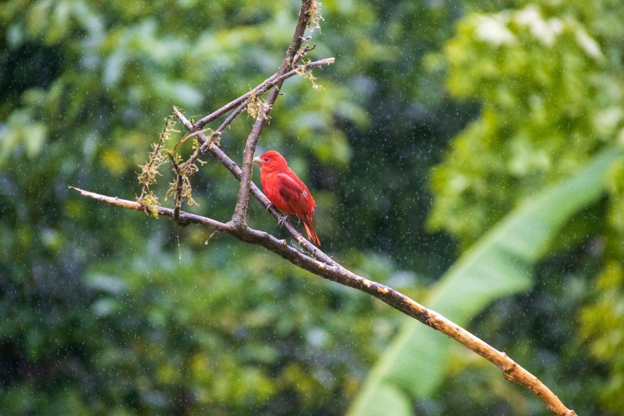 Aves De Tierras Altas Villa Bijagua Dış mekan fotoğraf