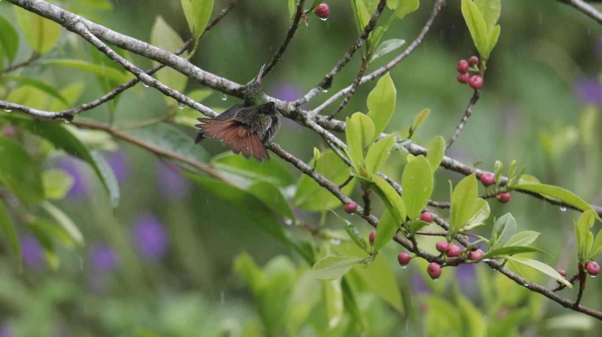 Aves De Tierras Altas Villa Bijagua Dış mekan fotoğraf
