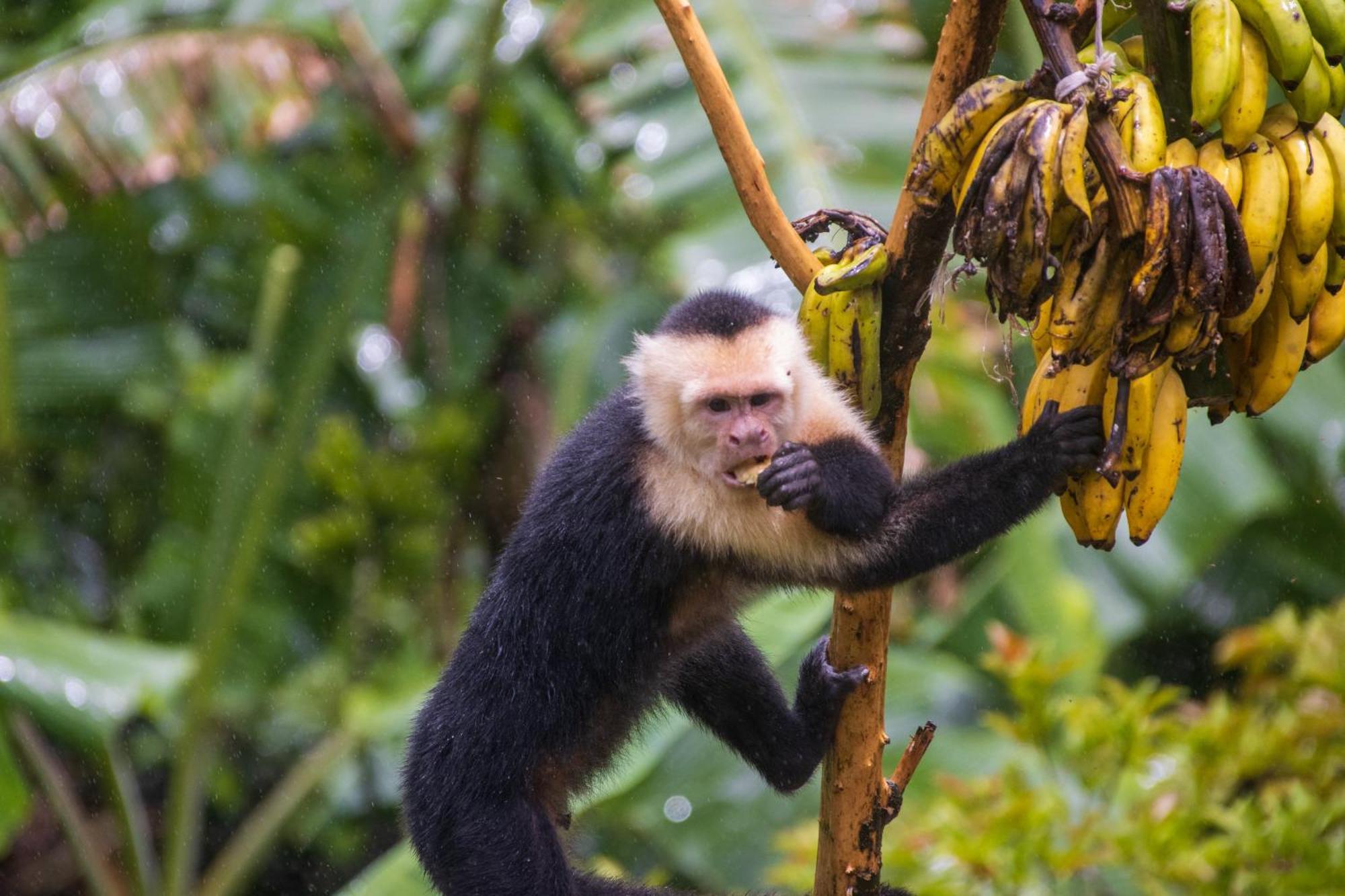 Aves De Tierras Altas Villa Bijagua Dış mekan fotoğraf