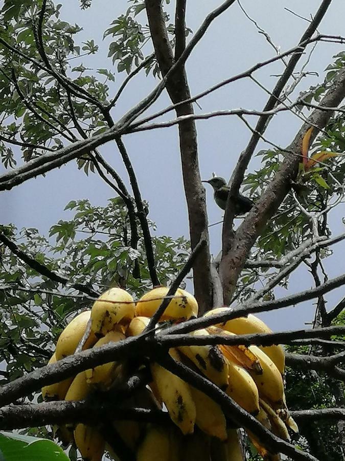 Aves De Tierras Altas Villa Bijagua Dış mekan fotoğraf